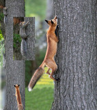 Fox climbs tree. Fluffy squirrel is too tempting.