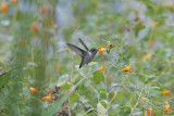 hummingbird20203fullframe.jpg