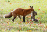 Guess what this fox is thankful for?