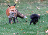 The Great Escape?