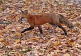 Lost Among the Leaves