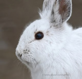 Snowshoe Hare