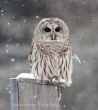 Raiding the bird box?