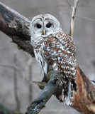 Barred Owl