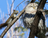 UberEats for Owls
