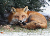Cozy Fox