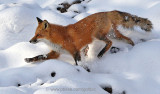 Fox negotiates way through snowy landscape.