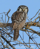 Northern Hawk Owl