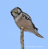 Northern Hawk Owl