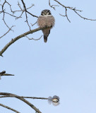 Owl and the Chickadee