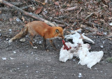 Fox enjoying a meal of snowy owl.