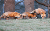 3 Foxes have something in common