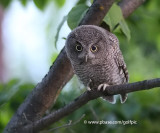 Baby Screech Owl
