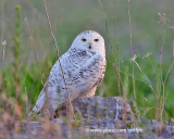 Over-summering snowy owl