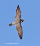 Peregrine Falcon over skies of Ottawa