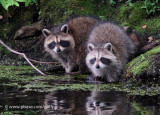Raccoon at the lake.
