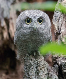 Screech Owl fledgling