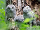 Screech Owl family
