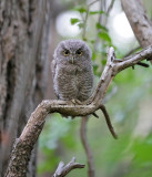 The Owl Kingdom