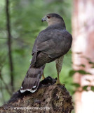 Coopers Hawk with black squirrel