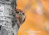 Red Morph Screech Owl in Ottawa