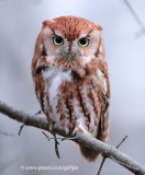 Red Morph Screech Owl in Ottawa