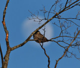Moonrise and the northern hawk owl