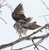 Hawk Owl