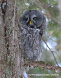 So, I saw a great gray owl