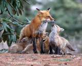Family of foxes with 7 kits