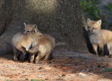 Fox pups at play