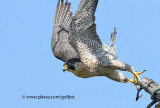 Peregrine Falcon