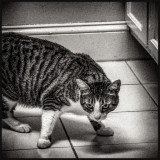 DSC01517sq2.jpg