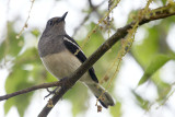 Oriental Magpie-Robin