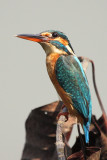 Common Kingfisher