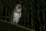 Eastern Barn Owl