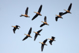 Lesser Whistling-Duck