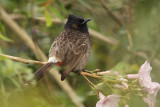 Red-vented Bulbul