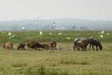 Cattle Egret