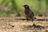 Common Myna