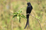 Black Drongo