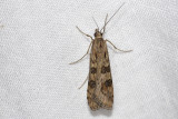 Nachtvlinders / Moths