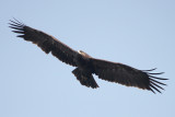 Indian Spotted Eagle