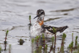 Red-necked Phalarope