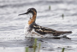 Red-necked Phalarope