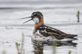 Red-necked Phalarope