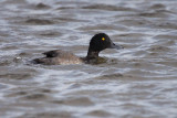 Greater Scaup