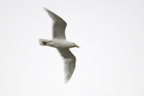 Glaucous Gull