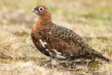 Willow Ptarmigan