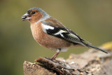 Chaffinch